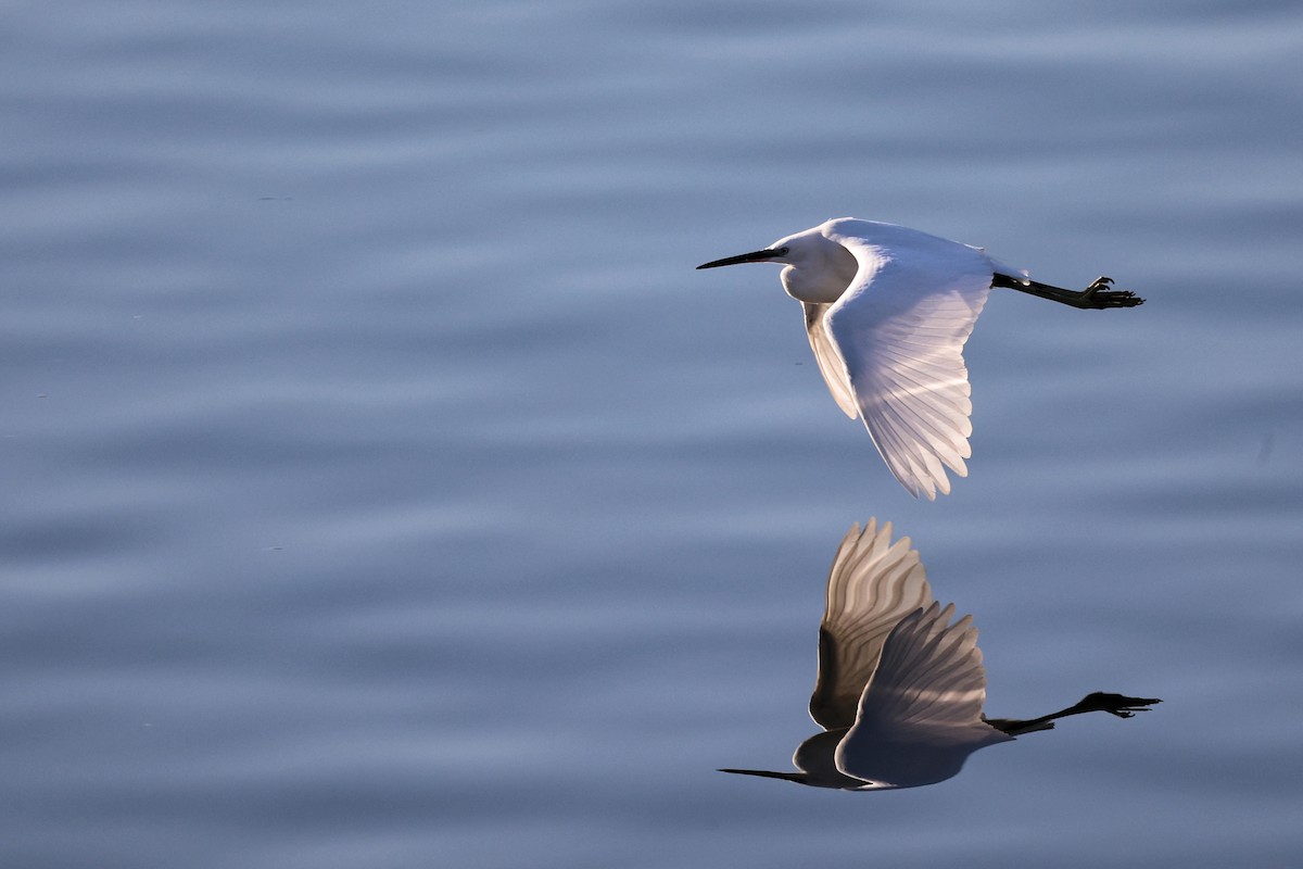 Little Egret - ML536350301