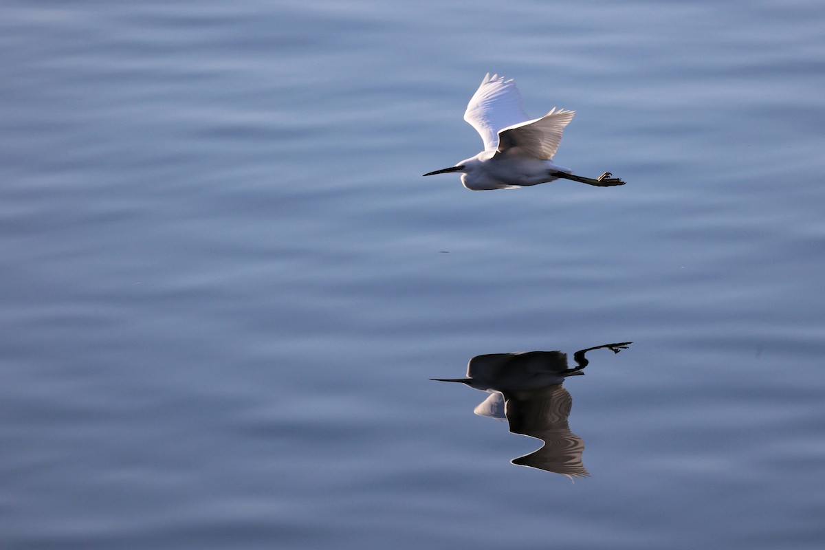 Little Egret - ML536350321
