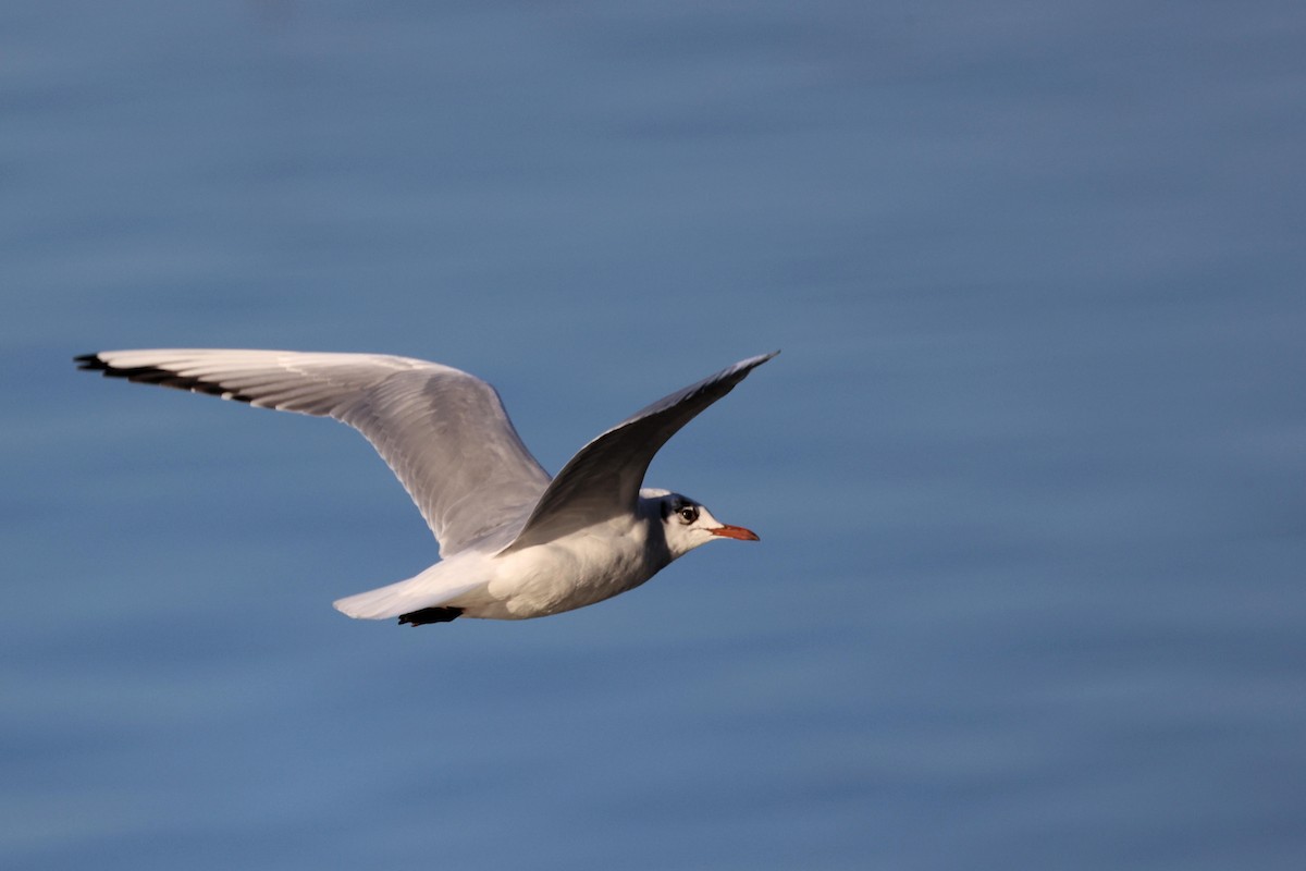 Black-headed Gull - ML536350441