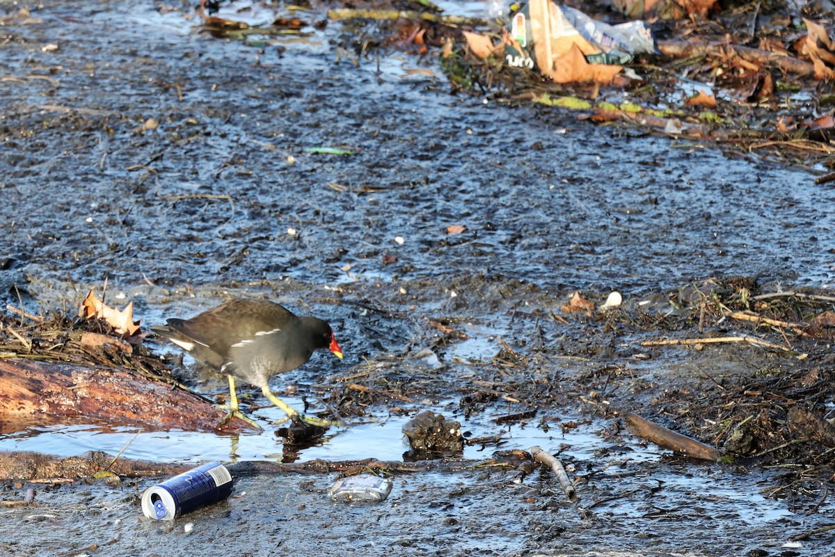 Eurasian Moorhen - ML536350461