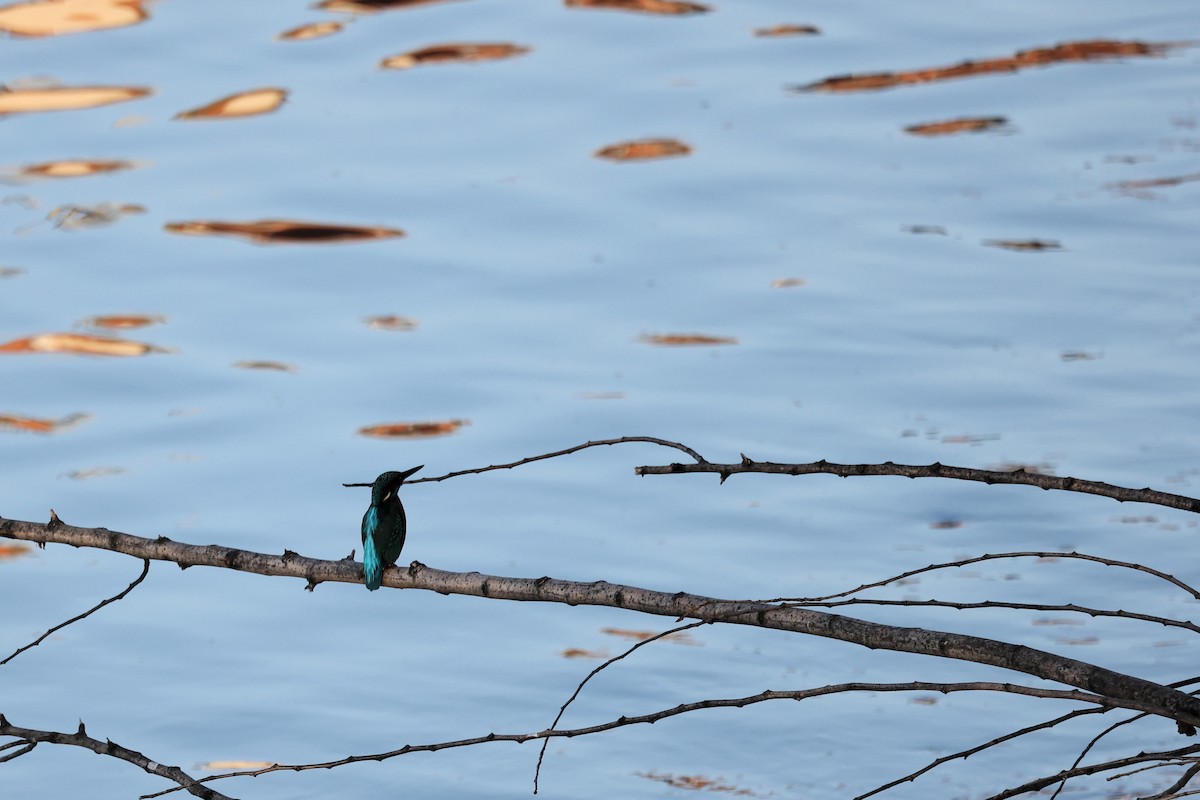 Common Kingfisher - ML536350651