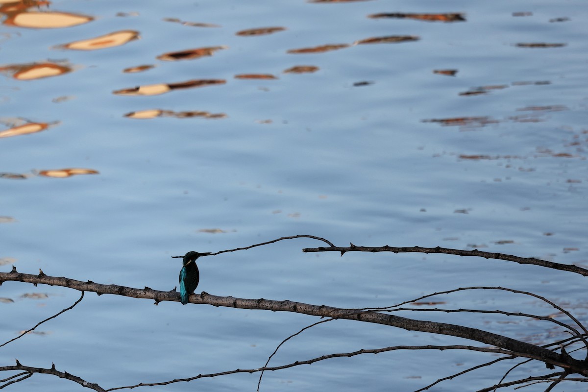 Common Kingfisher - ML536350671