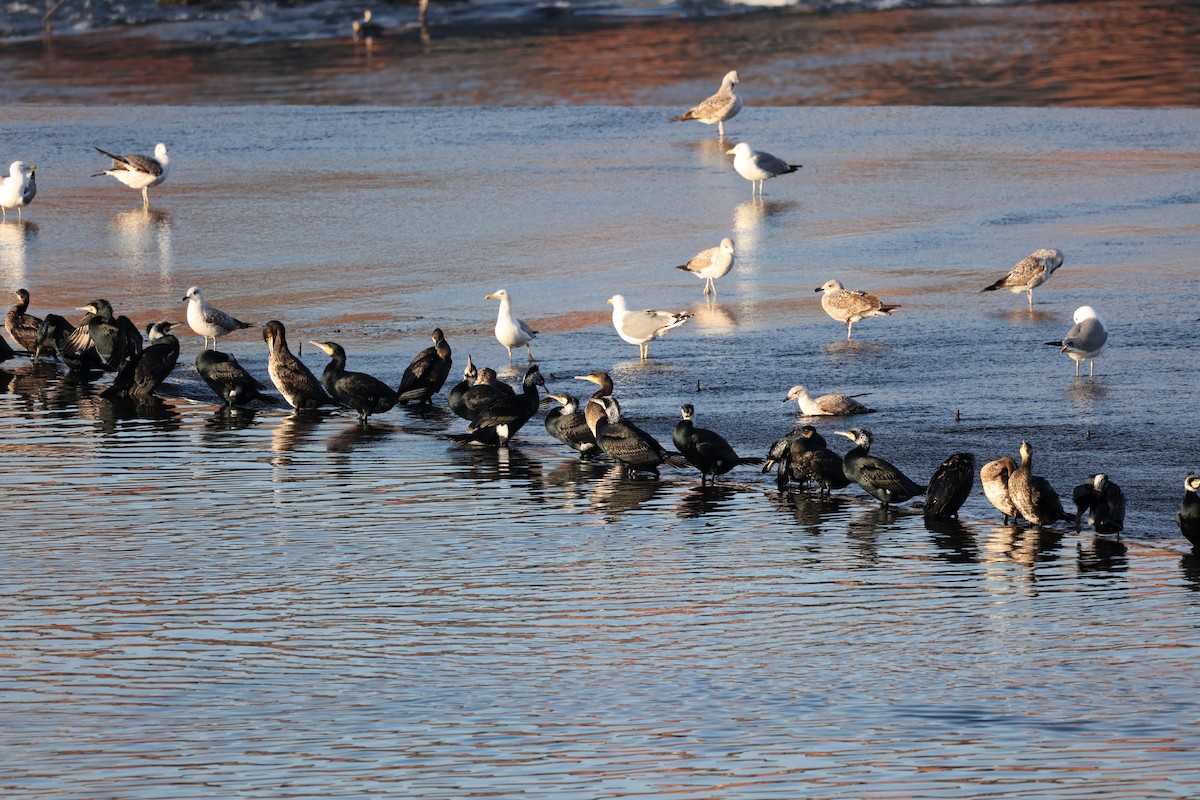 Great Cormorant - ML536350711