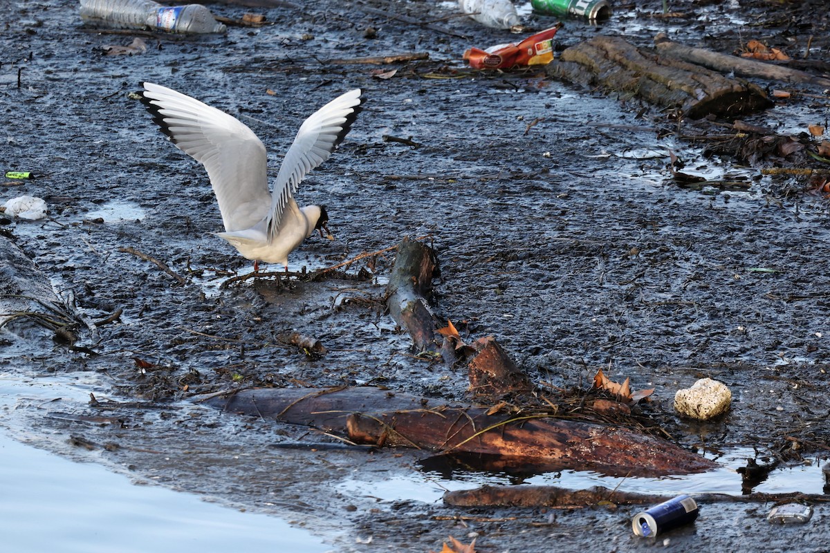Black-headed Gull - ML536350731