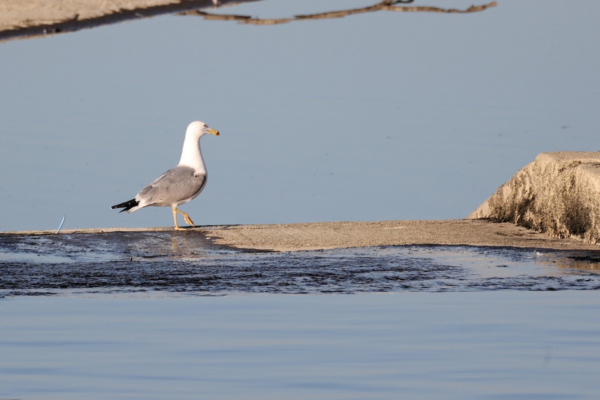 Yellow-legged Gull - ML536350831