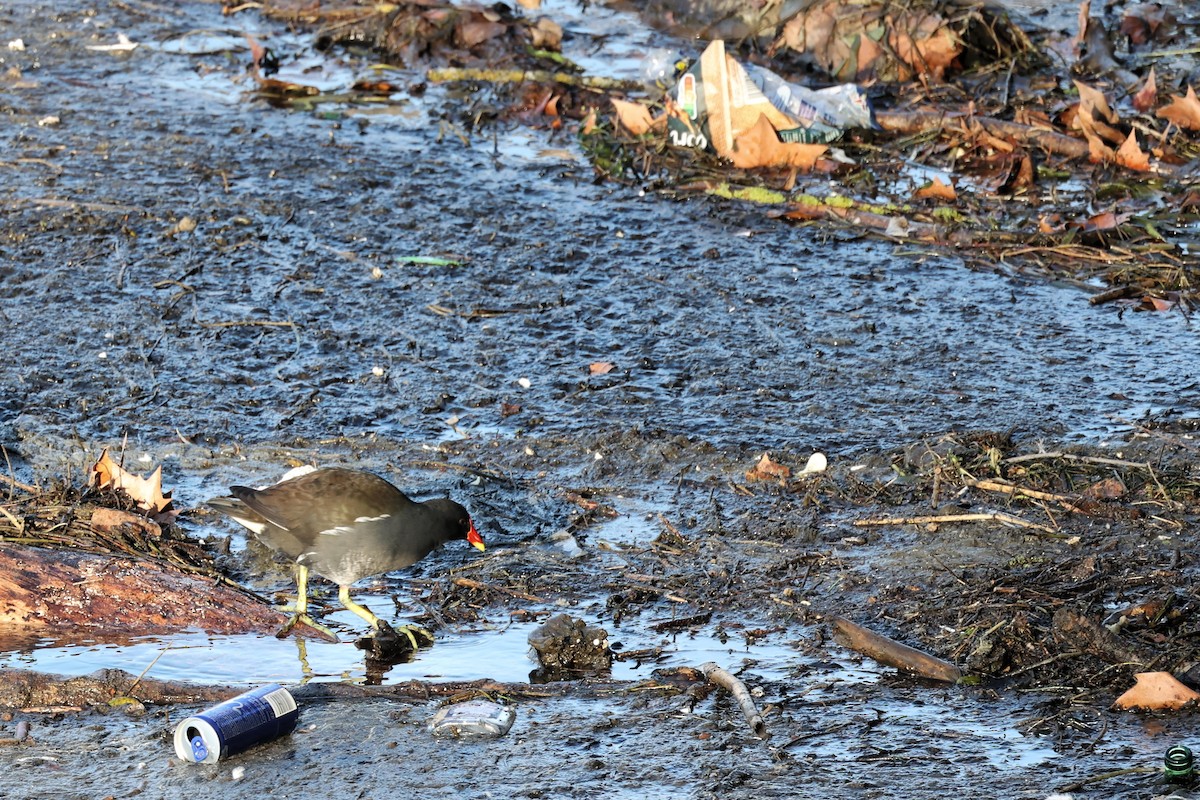 Eurasian Moorhen - ML536350851