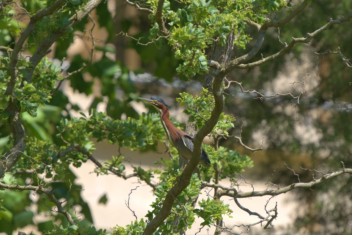 Green Heron - ML536350931