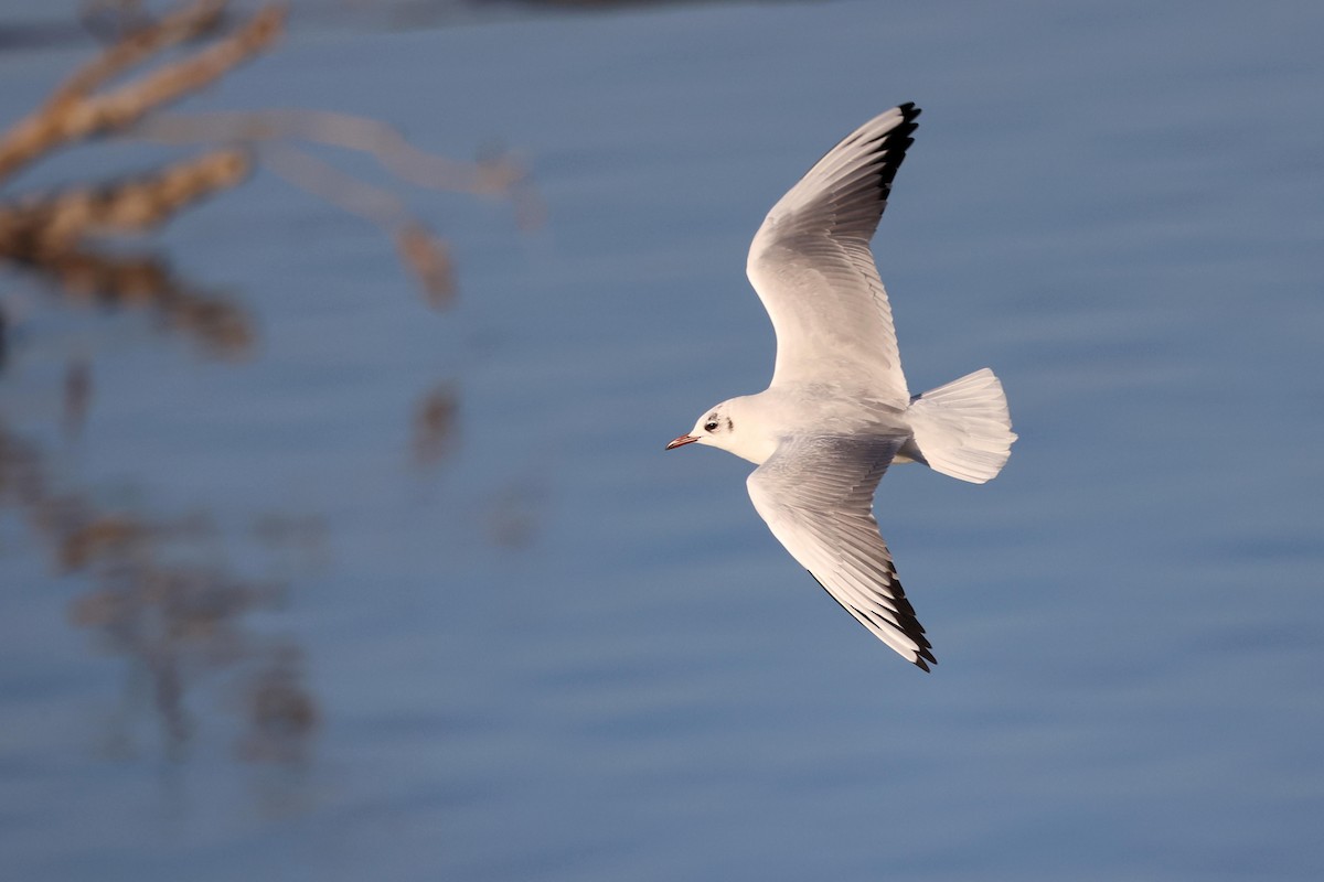 Black-headed Gull - ML536350941