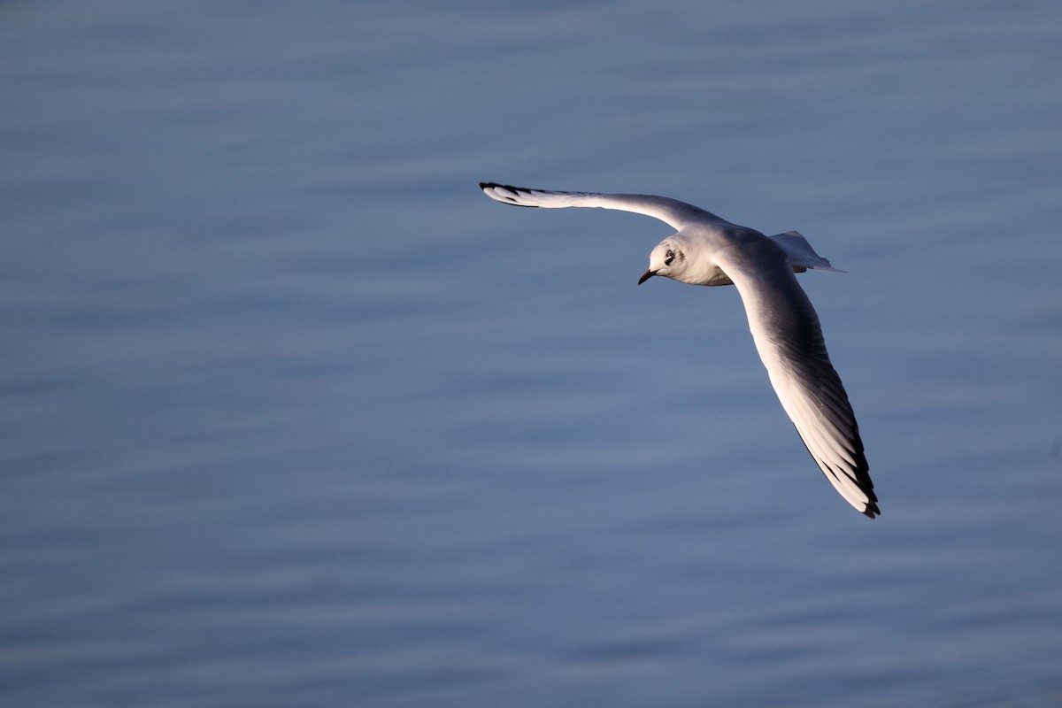 Black-headed Gull - ML536350971