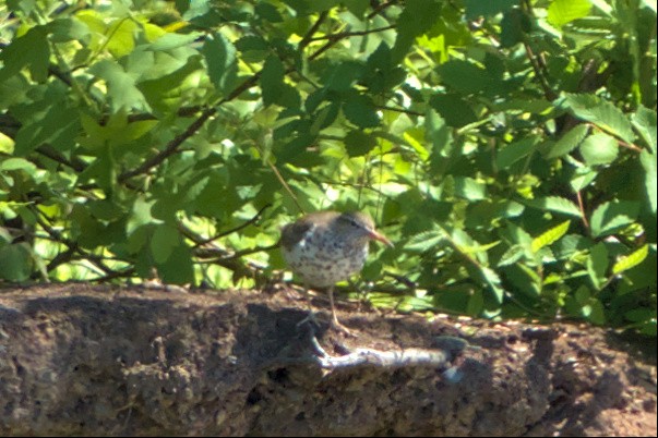 Spotted Sandpiper - Mark Montazer