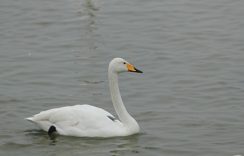 Whooper Swan - ML536351421