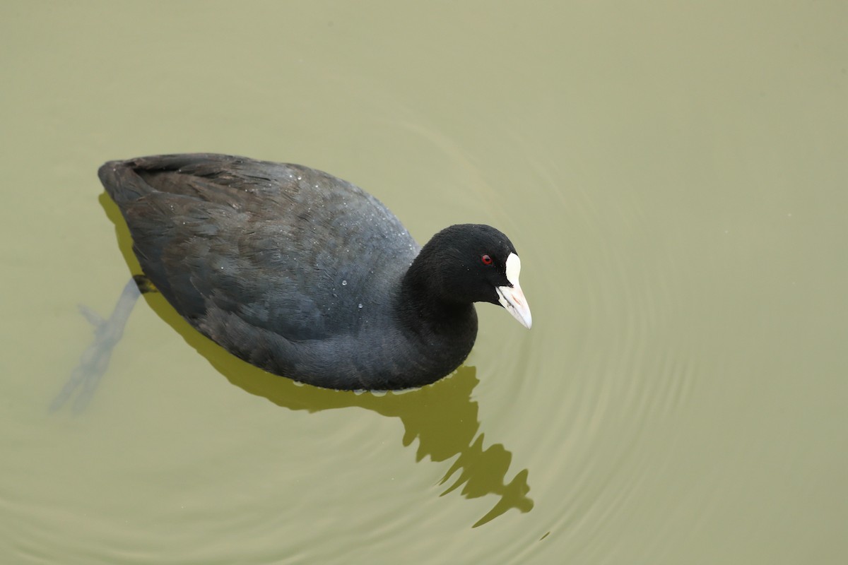 Eurasian Coot - ML536351591