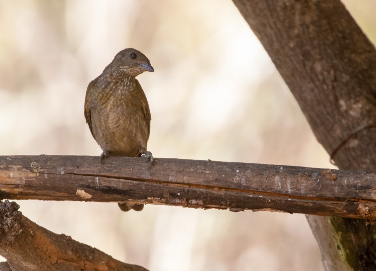 Spotted Honeyguide - ML536351891