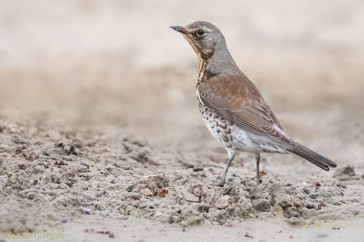 Fieldfare - ML536352391