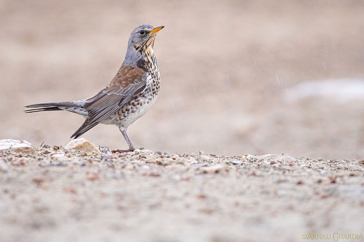 Fieldfare - Arnau Guardia