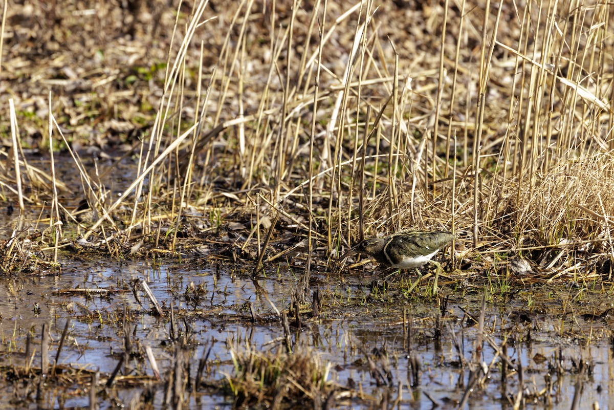 Greater Painted-Snipe - ML536355171