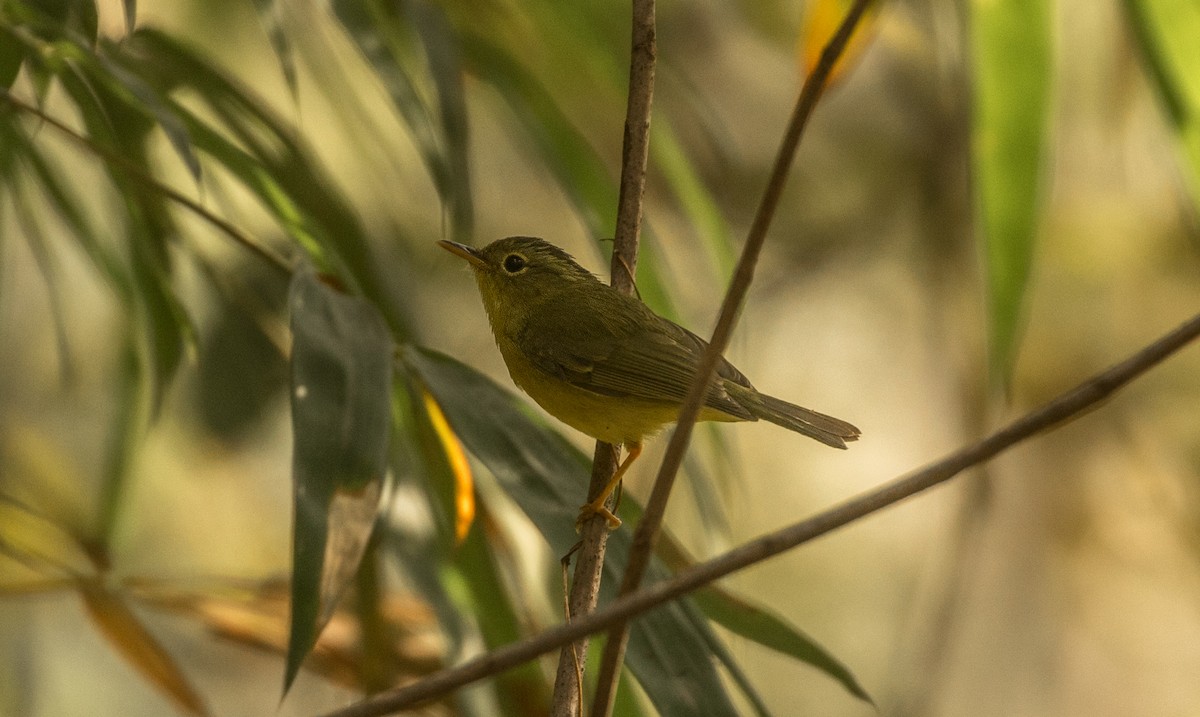 Green-crowned Warbler - ML536355401
