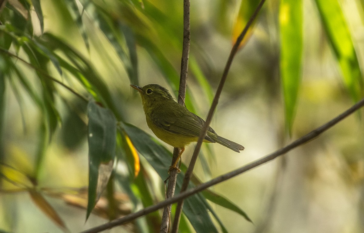 Green-crowned Warbler - ML536355421
