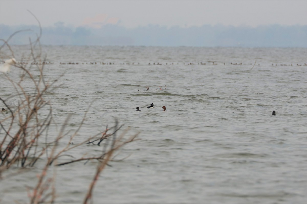 Common Pochard - ML536355871