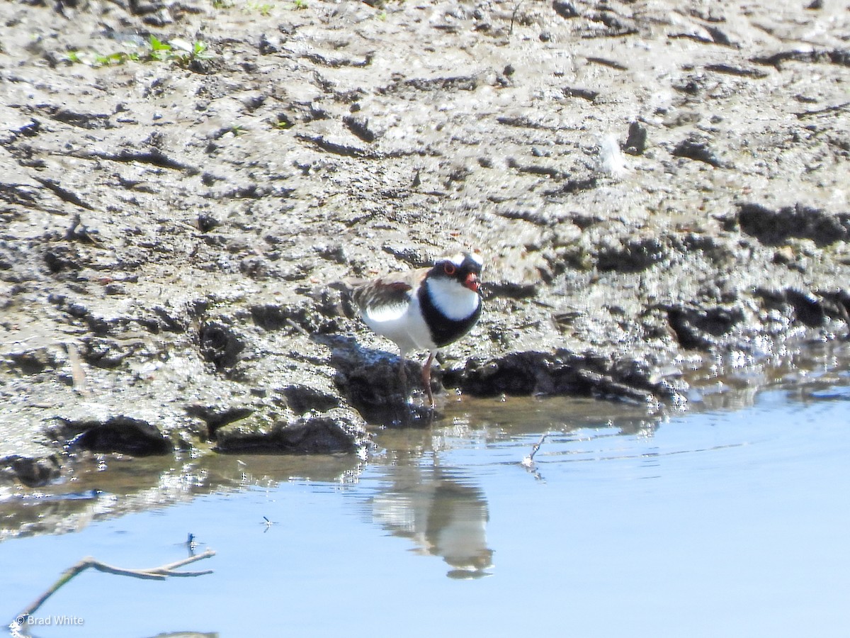 Black-fronted Dotterel - Brad White