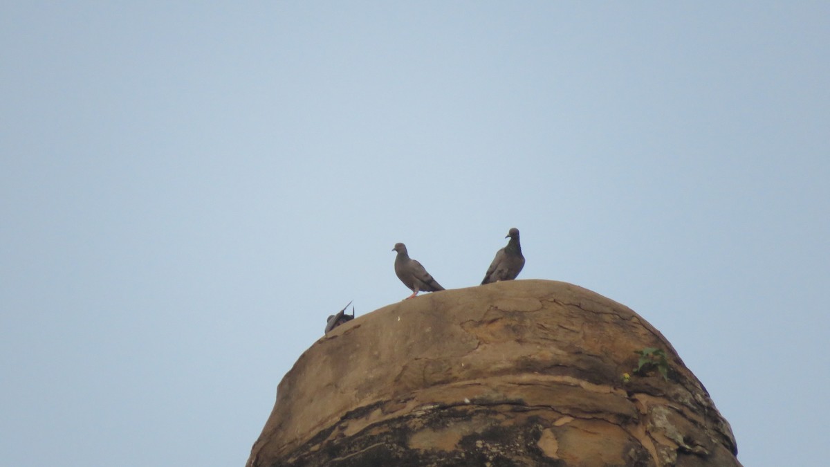 Rock Pigeon (Feral Pigeon) - Mitra Daneshvar