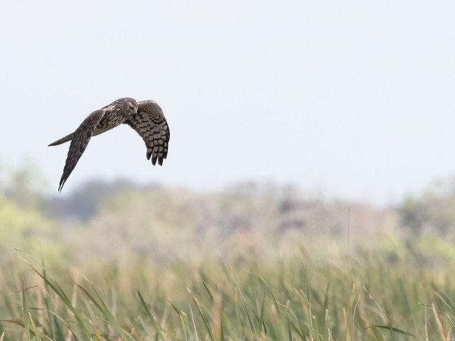 Northern Harrier - ML536357361