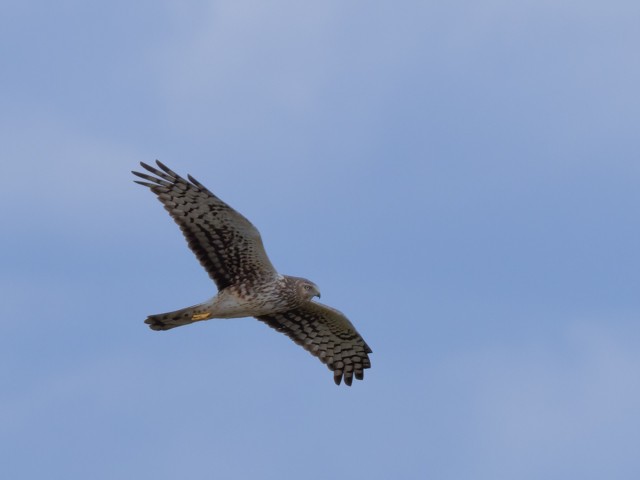 Aguilucho de Hudson - ML536357391