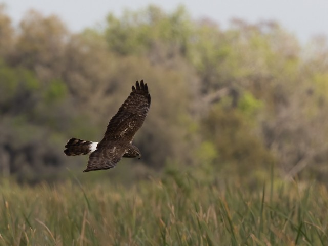 Northern Harrier - ML536357401