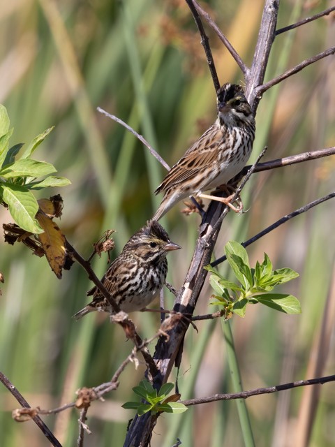 Savannah Sparrow - ML536357441