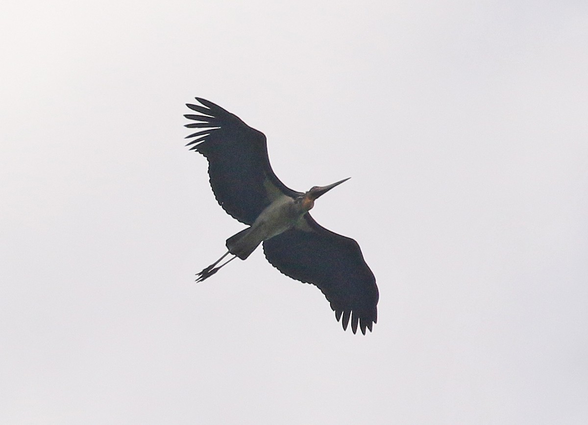 Lesser Adjutant - ML536357601