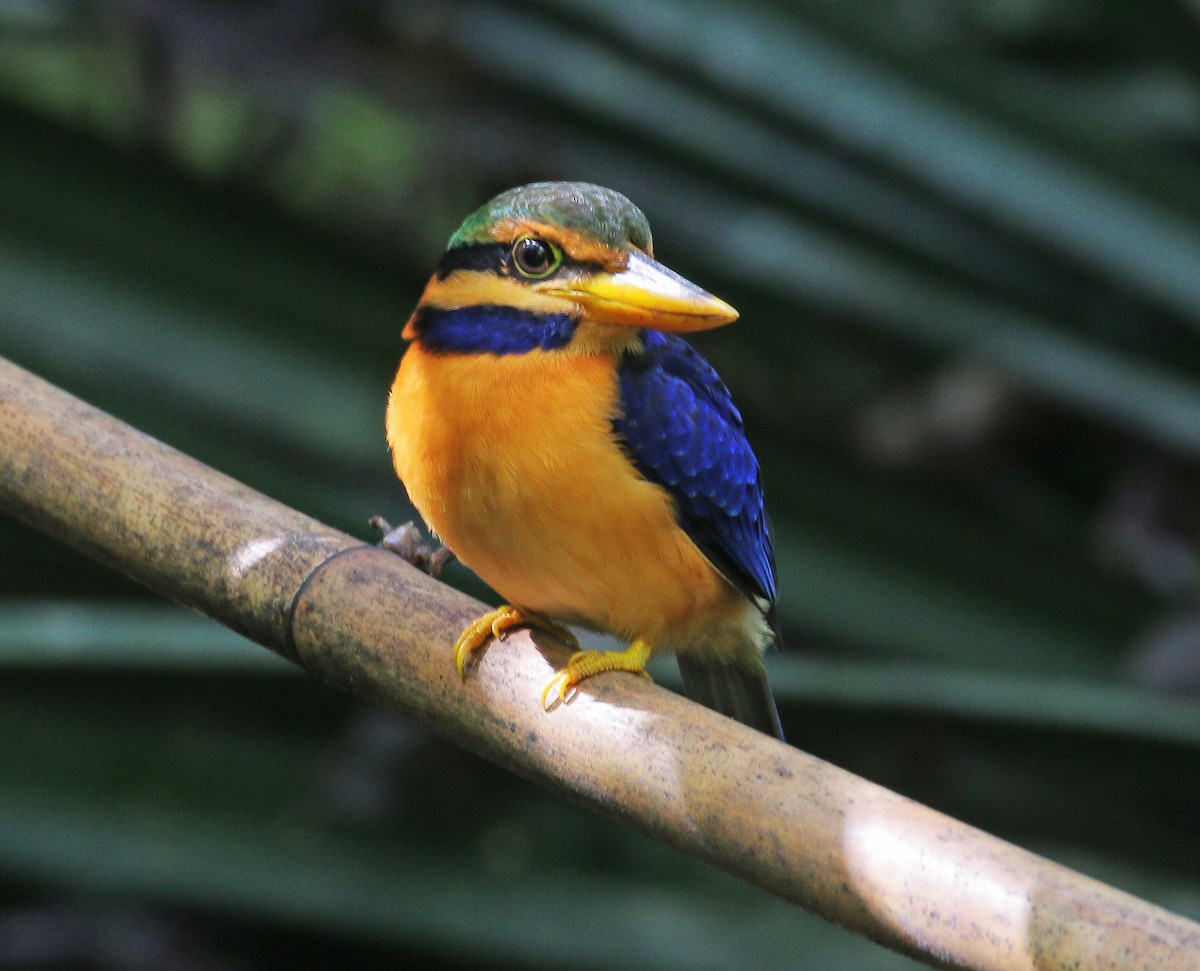 Rufous-collared Kingfisher - Neoh Hor Kee