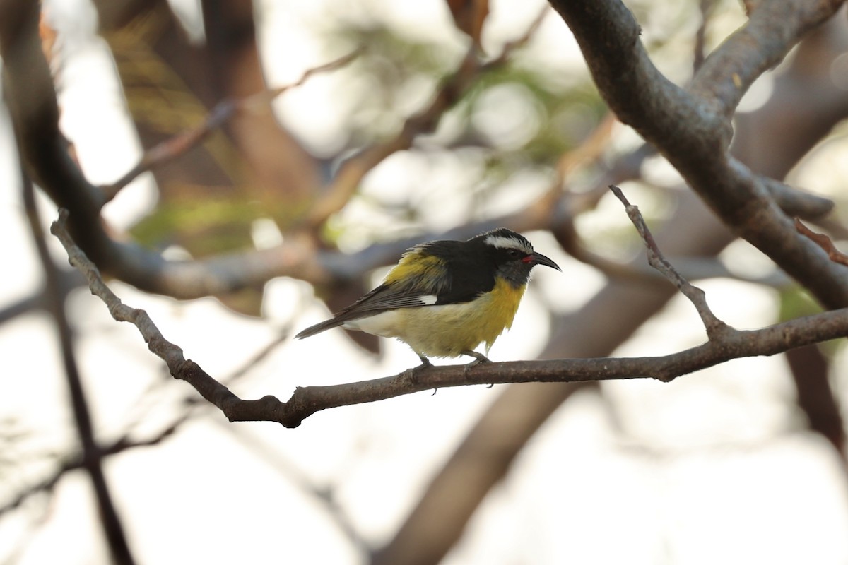 Bananaquit - ML536359081