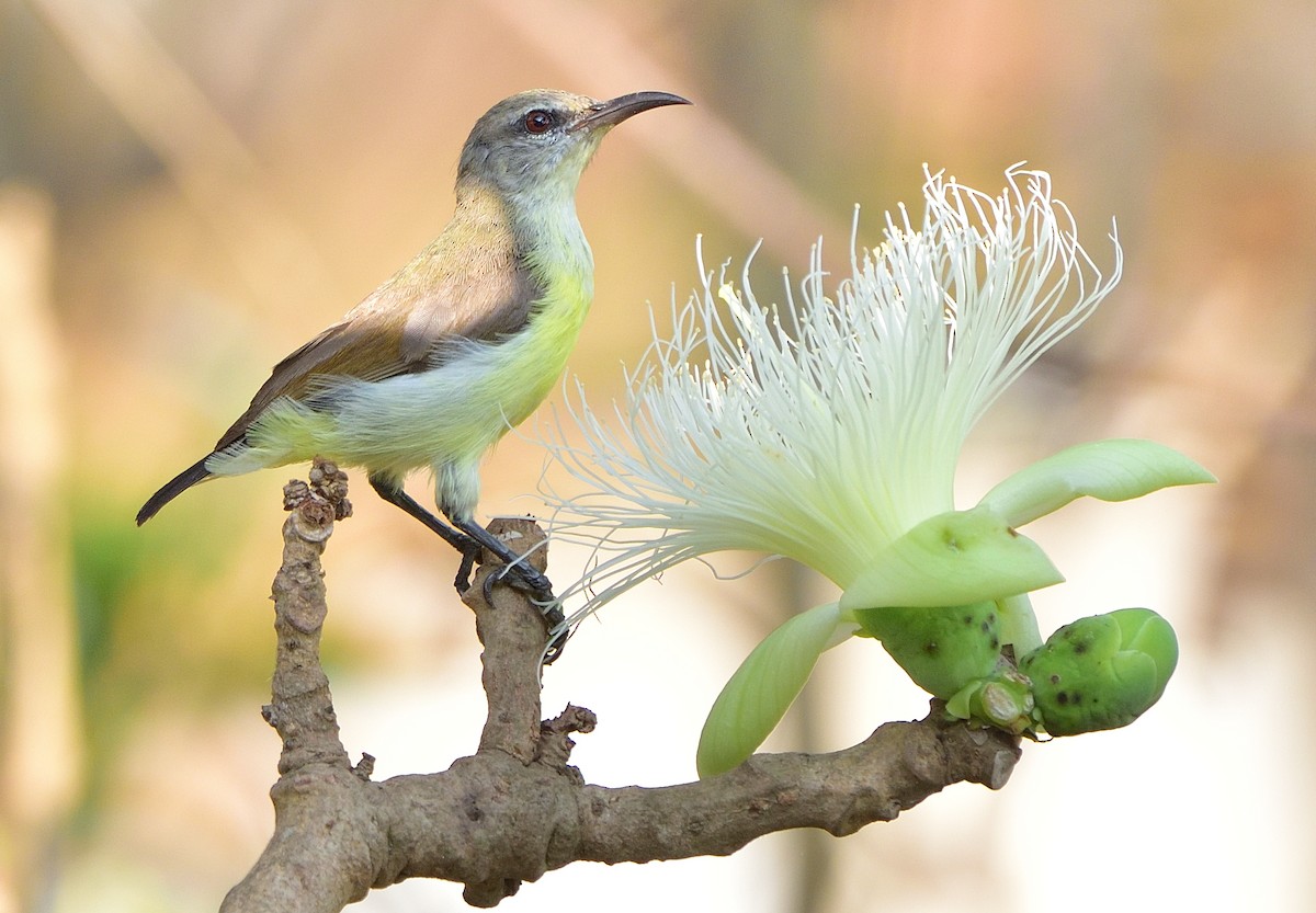 Purple-rumped Sunbird - Arun Prabhu