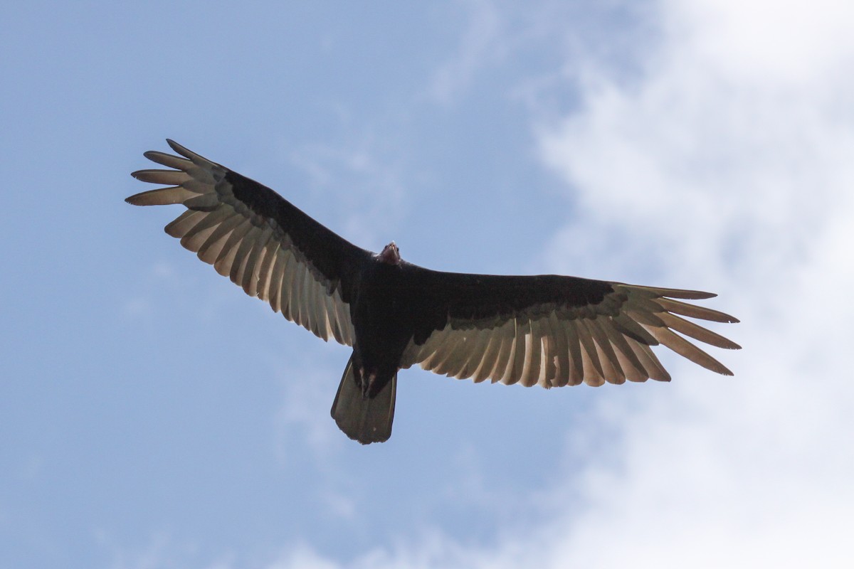 Turkey Vulture - Tommy Pedersen