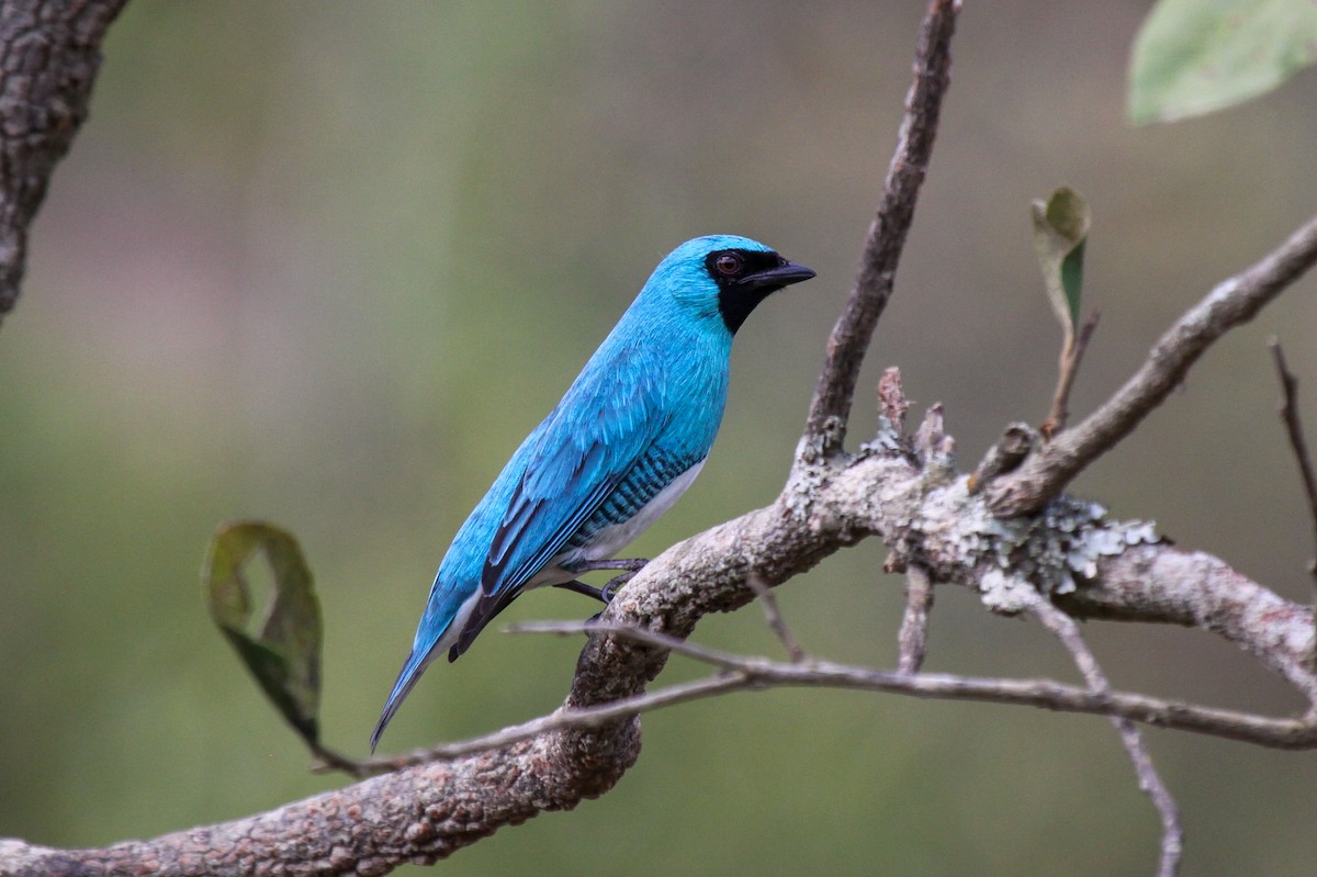 Swallow Tanager - Tommy Pedersen