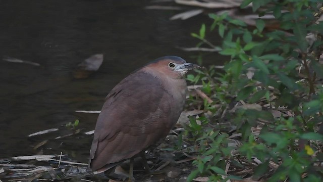 Malayan Night Heron - ML536359991