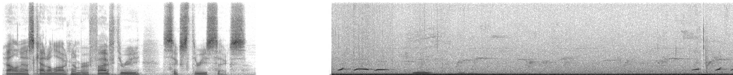 holub vínový [skupina purpureotincta] - ML53636