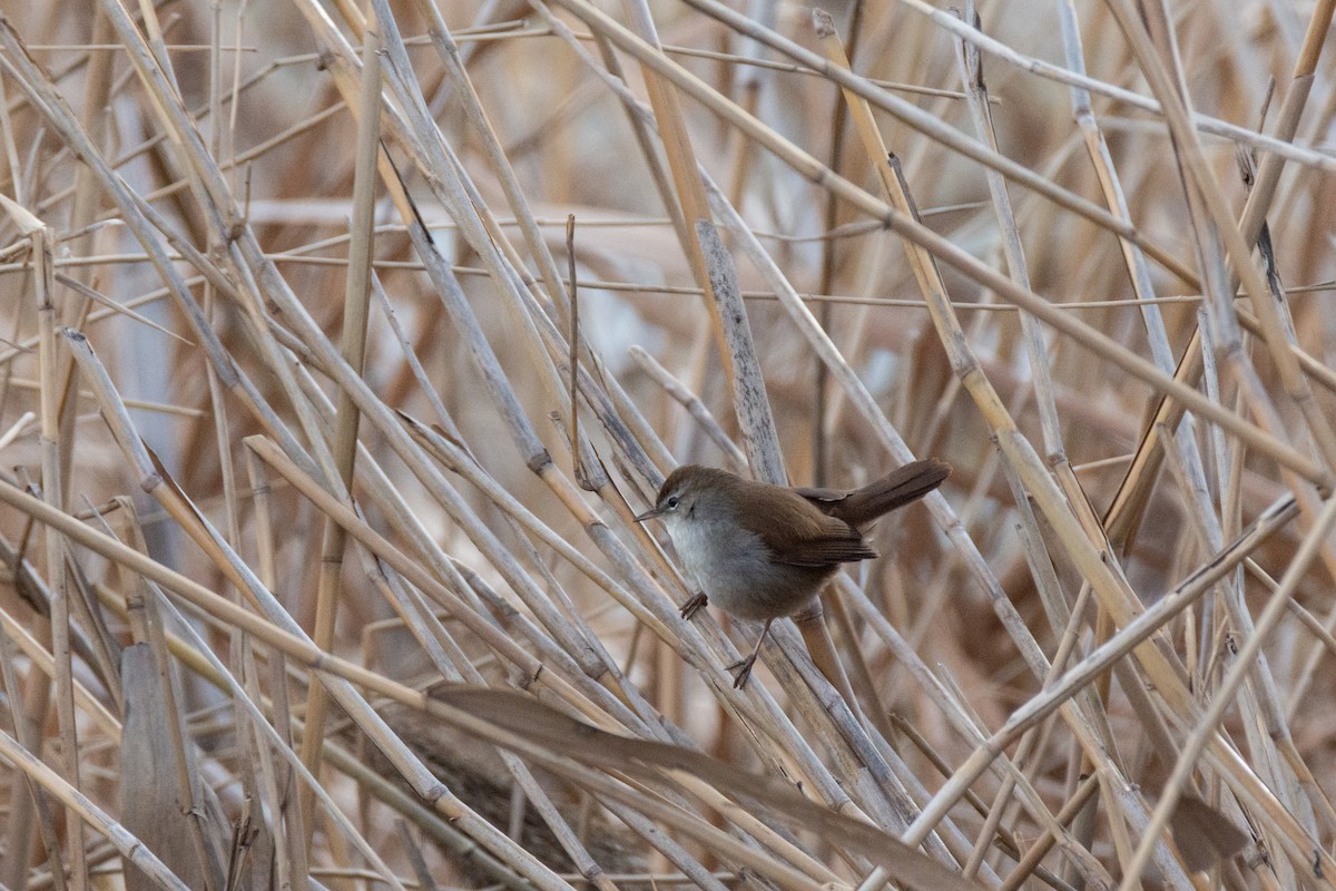 Cetti's Warbler - ML536360471