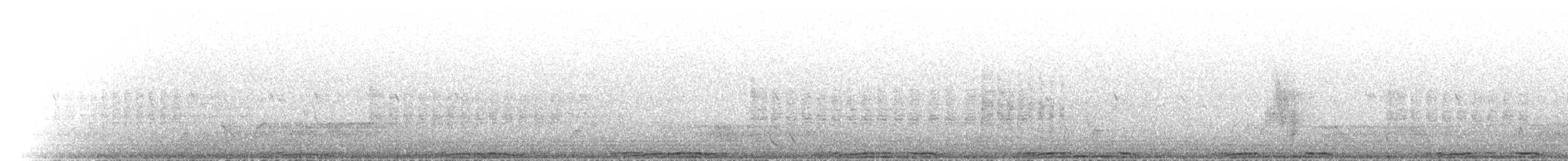 holub skalní - ML536360881