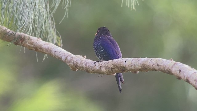 Violet Cuckoo - ML536362351