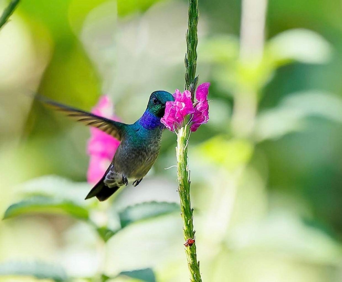 Blue-chested Hummingbird - ML536362451