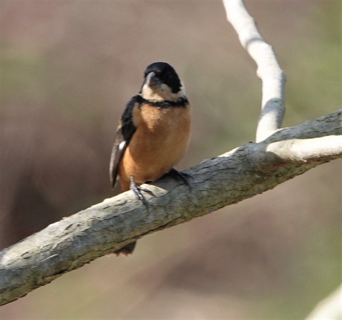 Cinnamon-rumped Seedeater - ML536362591