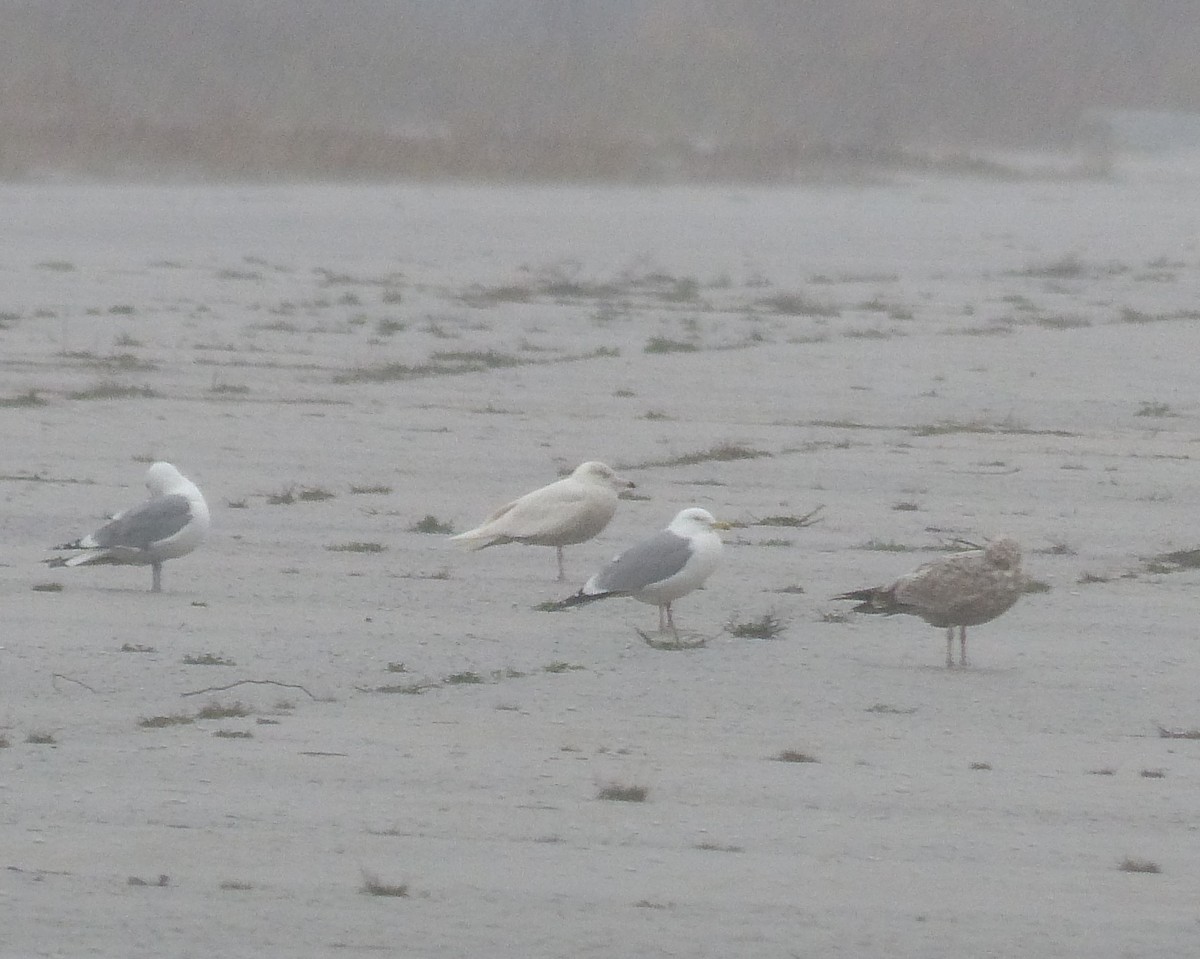 Glaucous Gull - ML53636271