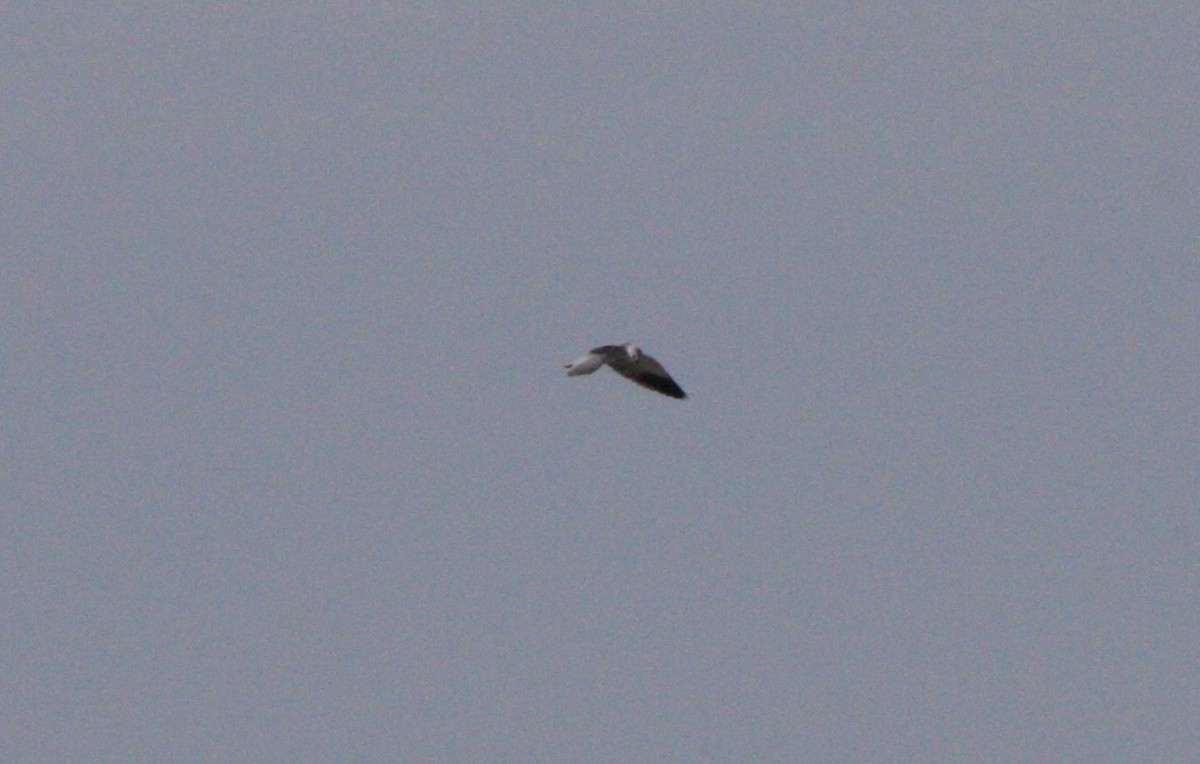 Black-winged Kite - ML536363761