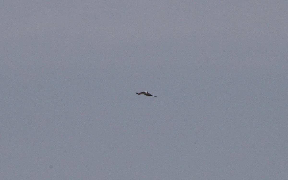 Black-winged Kite - ML536363771