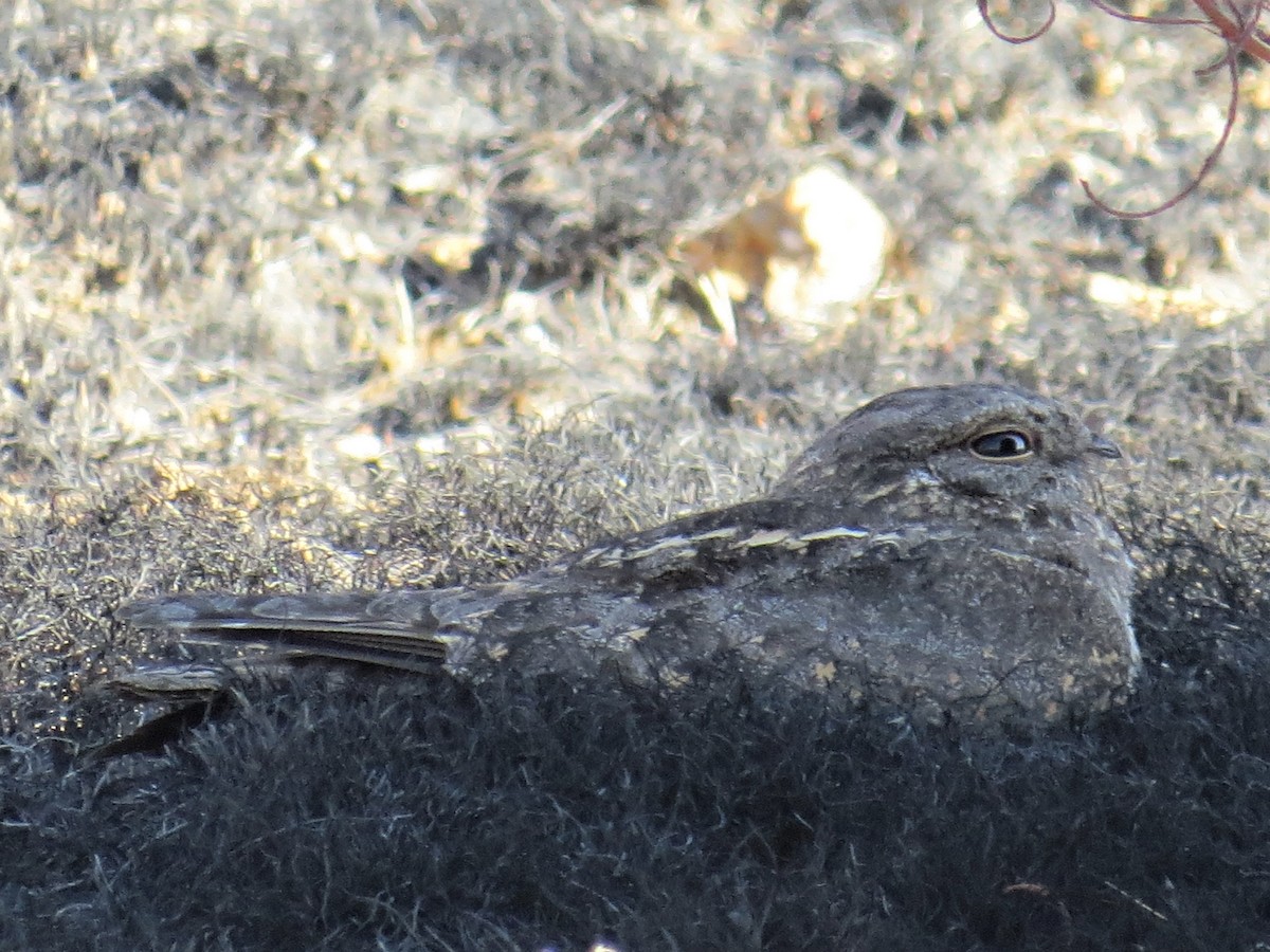 Savanna Nightjar - ML536365871