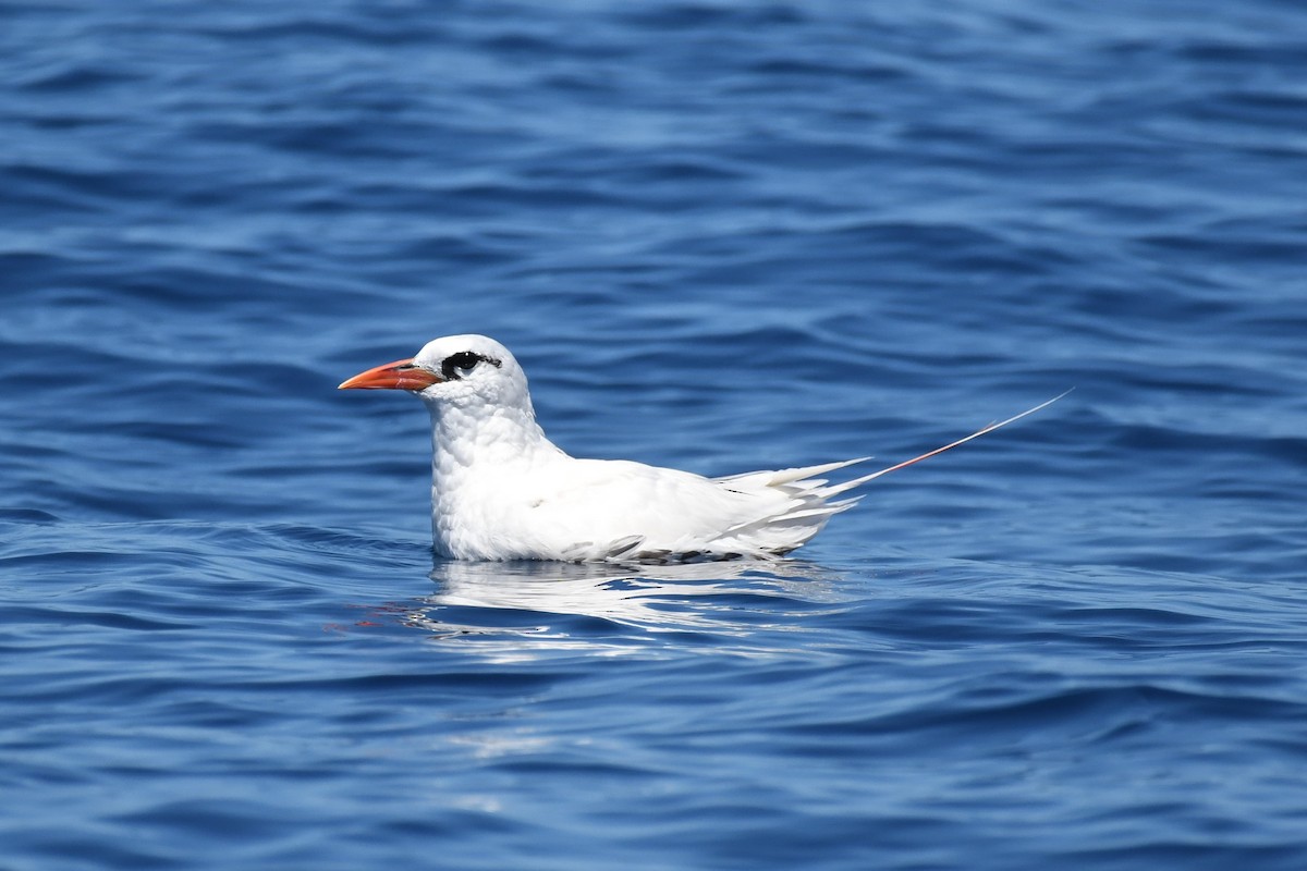 紅尾熱帶鳥 - ML536366451