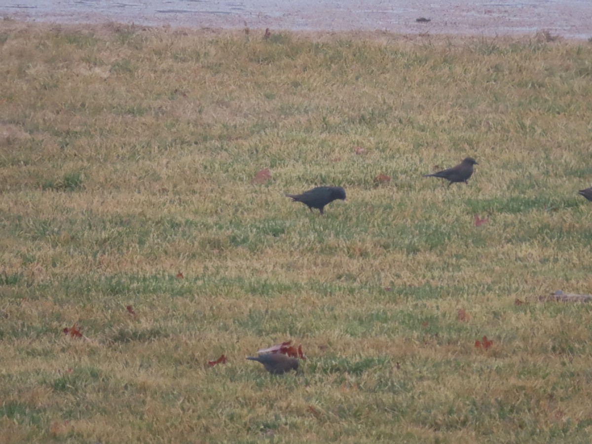 Rusty Blackbird - ML536366831