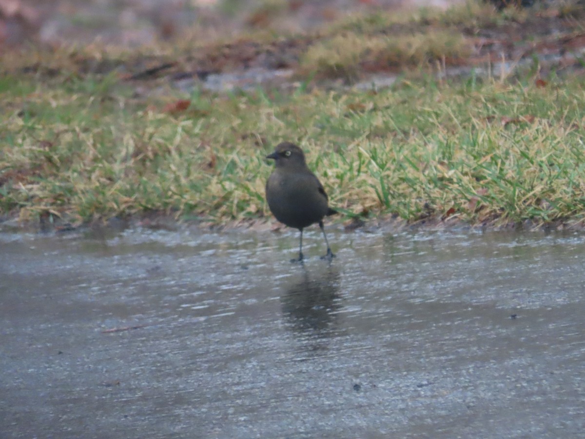 Rusty Blackbird - ML536366861