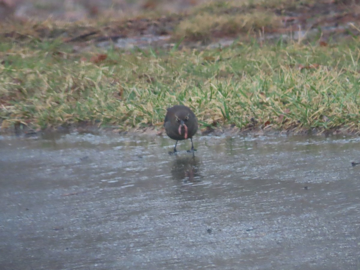 Rusty Blackbird - ML536366881